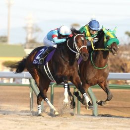 【チャンピオンズＣ】ダブルハートボンドが横綱相撲でＧⅠ奪取