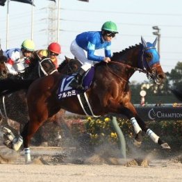 【チャンピオンズＣ】単勝２・２倍で⑬着ナルカミが大敗した理由