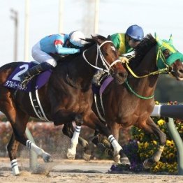 【チャンピオンズＣ】４歳秋に一気に頂点へ　牝馬ダブルハートボンドの来シーズンは！？