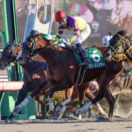 【カペラＳ】ドリーム馬券を目指せ