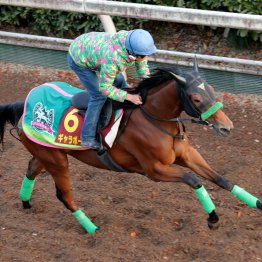 【阪神ジュベナイルＦ】調教マル得チェック①