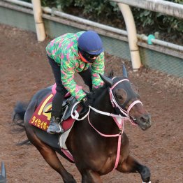【阪神ジュベナイルＦ】調教マル得チェック①