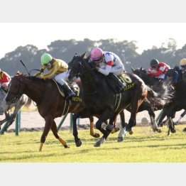 アンドロメダＳ②着は負けて強し（左）