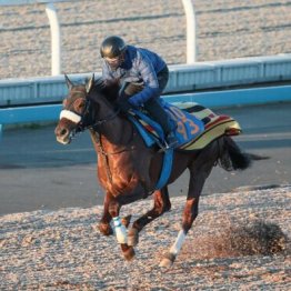 【新居の土曜競馬コラム・中日新聞杯】