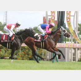 神戸新聞杯でのちのＧⅠ馬に迫った