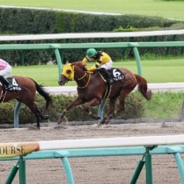 【東京本紙・外山の土曜中山10Ｒ】