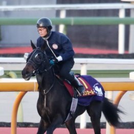 【阪神ジュベナイルＦ】出走全馬の特選情報