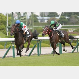 野路菊Ｓも制して２戦２勝に