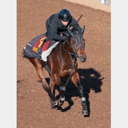 物凄いパワーで駆け上がった