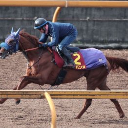 【武田の日曜競馬コラム・阪神ジュベナイルＦ】