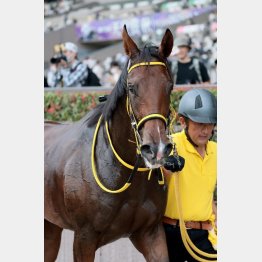 １戦１勝の馬を狙い撃つ