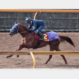 阪神ＪＦと相性のいいダイワメジャー系
