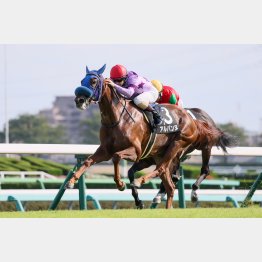 前走勝ちの記録は優秀