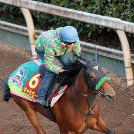 【勝羽の日曜競馬コラム・阪神ジュベナイルＦ】