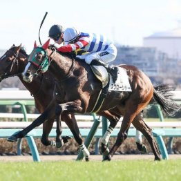 【レスキュー隊の日曜競馬コラム・中山12Ｒ】