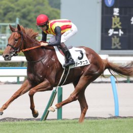 【阪神ジュベナイルＦ】スターアニス流れに乗ってズドン