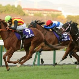 【阪神ジュベナイルＦ】スターアニスが２歳女王に