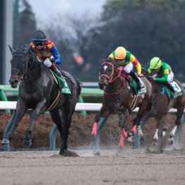 今後も母の父ダイワメジャーがトレンド！？　スターアニスが母の雪辱を果たす