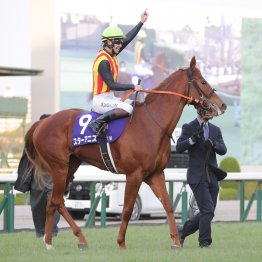 今後も母の父ダイワメジャーがトレンド！？　スターアニスが母の雪辱を果たす