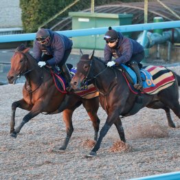 【有馬記念１週前】レガレイラ順調に１週前追い切りを消化
