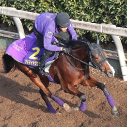 【朝日杯フューチュリティＳ】調教マル得チェック②