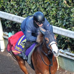 【朝日杯フューチュリティＳ】調教マル得チェック②
