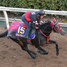 【朝日杯フューチュリティＳ】調教マル得チェック②