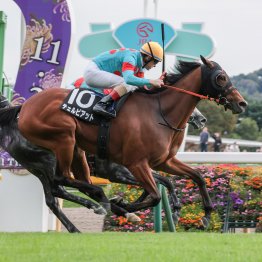 【ターコイズＳ】チェルビアット魅力たっぷり