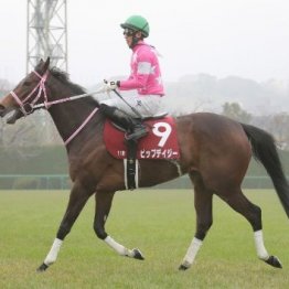 【市川の土曜競馬コラム・ターコイズＳ】
