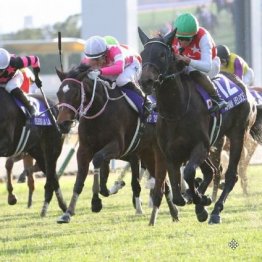 【武田の土曜競馬コラム・ターコイズＳ】