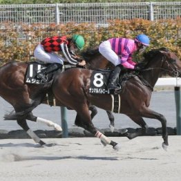 【東京本紙・外山の土曜中山10Ｒ】