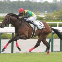 【橘の日曜競馬コラム・朝日杯フューチュリティＳ】