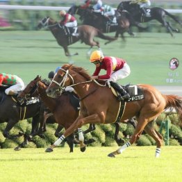 【東京本紙・外山の日曜中山10Ｒ】