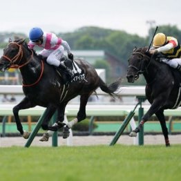 【東京本紙・外山の日曜中山11Ｒ】