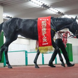 【朝日杯フューチュリティＳ】◎リアライズシリウス　苦労人・津村、勝ってクラシックへ