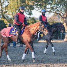 【朝日杯フューチュリティＳ】◎エコロアルバ　爆発の末脚、前走再現