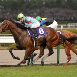 【朝日杯フューチュリティＳ】デイリー杯②着のカヴァレリッツォがＧⅠ制覇