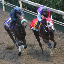 【有馬記念】調教マル得チェック②