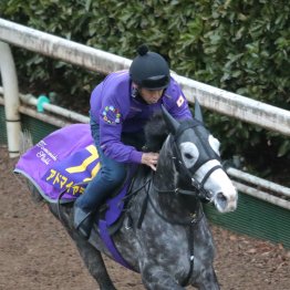 【有馬記念】調教マル得チェック②