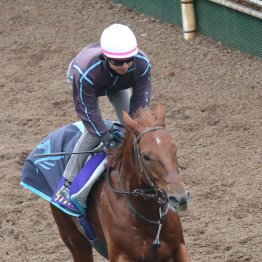 【有馬記念】調教マル得チェック②