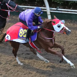 【有馬記念】調教マル得チェック②