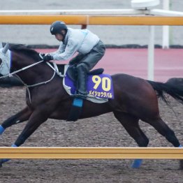 【有馬記念】調教マル得チェック①