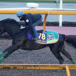 【有馬記念】調教マル得チェック①