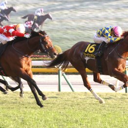 【阪神Ｃ】フォーチュンタイム三度目の正直