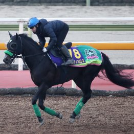 【有馬記念】逃げるミステリー、差すパレス！ 魅力たっぷりの伏兵２頭