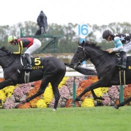 【市川の土曜競馬コラム・ホープフルＳ】