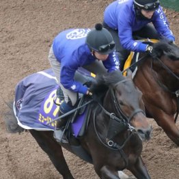 【有馬記念】出走全馬の特選情報