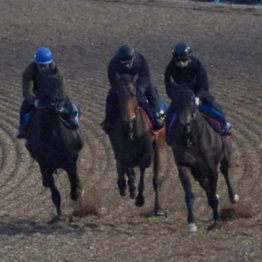 【新居の日曜競馬コラム・有馬記念】