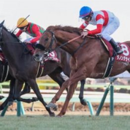 【木津の日曜競馬コラム・有馬記念】