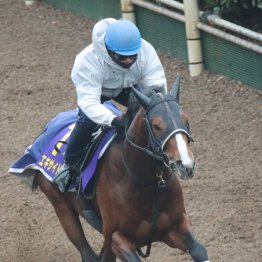 【有馬記念】エキサイトバイオ菊③着が後押し、無類のスタミナ